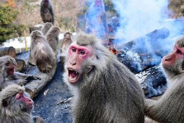 Capturan en Japón a un mono de una manada que atacó hasta 50 personas