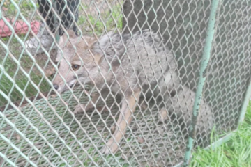 Apareció el zorro que deambulaba por Mataderos: qué va a pasar con el animal