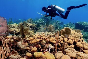 Arrecifes en riesgo: por qué se mueren los corales en México (Fuente: EFE)