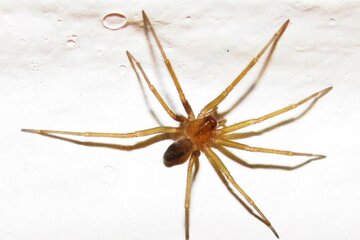 Araña de rincón: cómo reconocerla y qué hacer ante una eventual picadura