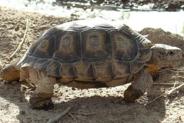 Tortuga terrestre en peligro