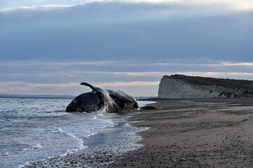 Puerto Pirámides: sepultarán a cuatro ballenas en la playa (Fuente: Télam)