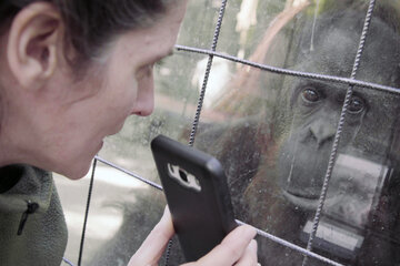 "Zoofobia": esto no es un orangután