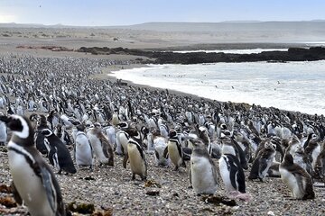 Recusaron a la jueza que lleva el caso de la matanza de pingüinos en Punta Tombo, Chubut