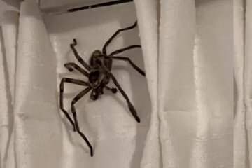 Las arañas gigantes en Pinamar: ¿son peligrosas? 