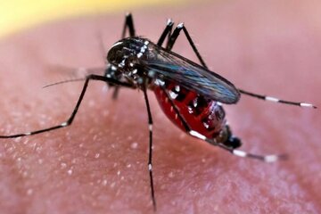 Dengue: la crisis hídrica favorece la propagación 