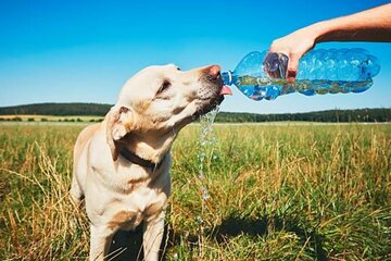 Ola de calor: cómo cuidar a las mascotas ante las temperaturas extremas (Fuente: Télam)