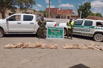 Incautan cueros de vicuña en un control vial en Abra Pampa