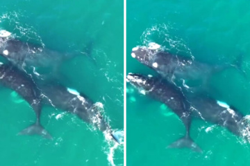 Las increíbles imágenes de cuatro ballenas en Mar del Plata 