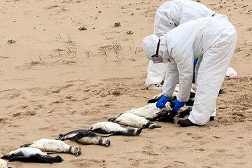 Más de 300 pingüinos de Magallanes aparecieron muertos en la costa uruguaya (Fuente: Rescate Fauna Marina Uruguay)