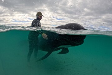 Mueren varadas 51 ballenas piloto en el oeste de Australia (Fuente: AFP)