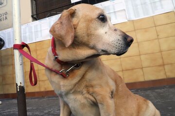 España: ya se no podrán dejar perros atados y sin supervisión en las entradas de supermercados  (Fuente: NA)