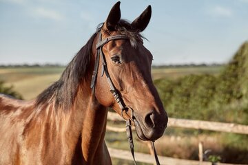 Declaran emergencia sanitaria por casos de encefalomielitis equina (Fuente: Freepik)