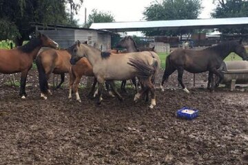 Jueza ordenó entregar equinos maltratados: son seres "sintientes"