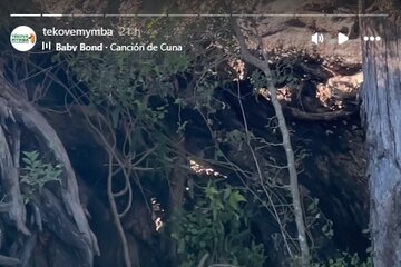 La última jaula está vacía: trasladaron a dos pumas del ex zoológico de Colón a un santuario animal