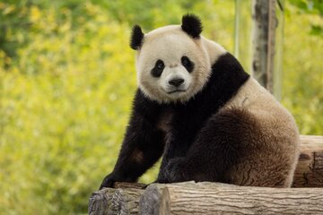 "Diplomacia Panda": Estados Unidos recibirá dos osos de China para trabajos de investigación (Fuente: AFP)