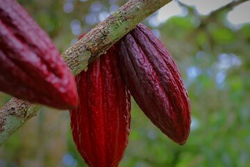 Perú impulsa un proyecto para producir café y cacao sin deforestar en la Amazonía