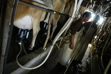 Fuerte caída del consumo de leche (Fuente: Guadalupe Lombardo)