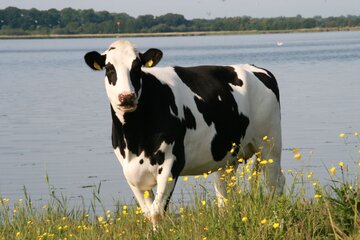 Dinamarca busca cobrar un impuesto al sector agro por gases de efecto invernadero que emitan vacas, ovejas y cerdos (Fuente: AFP)