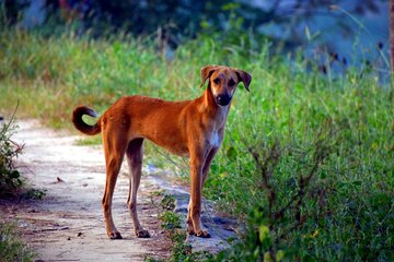 Perú vacuna a más de tres millones de perros para erradicar la rabia canina