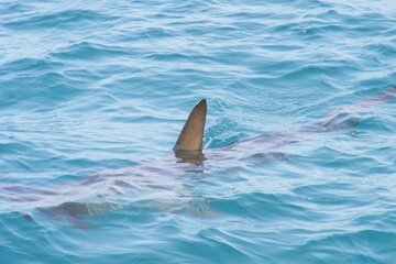 Tiburones y cocaína: detectan 13 ejemplares intoxicados en Brasil (Fuente: Pixabay)