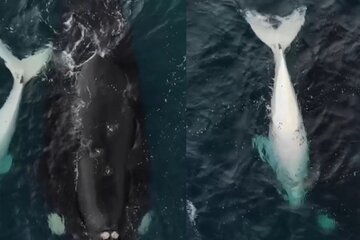 Las sorprendentes imágenes de un ballenato blanco captado en Las Grutas