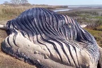 Hallaron una ballena muerta en las costas del Río de La Plata