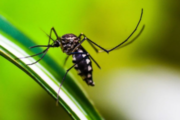 Campaña contra el dengue en CABA: ¿cuándo comienza la vacunación gratis?