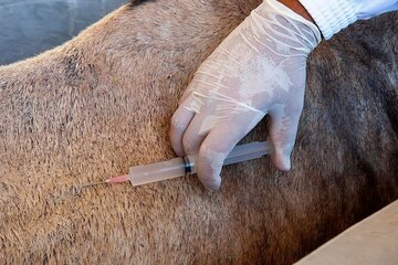 The Lancet avaló el estudio sobre suero equino contra el coronavirus