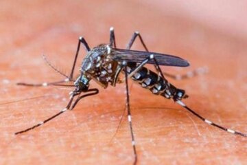 Dengue: "La dimensión del riesgo es grande"