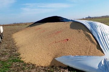 En lo que va del año, ya hubo más de 60 ataques a silobolsas