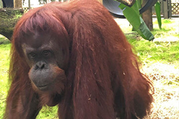 Y finalmente la orangutana Sandra llegó a casa (Fuente: Télam)