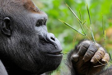 Mataron a Rafiki, uno de los últimos gorilas de montaña de Uganda (Fuente: EFE)