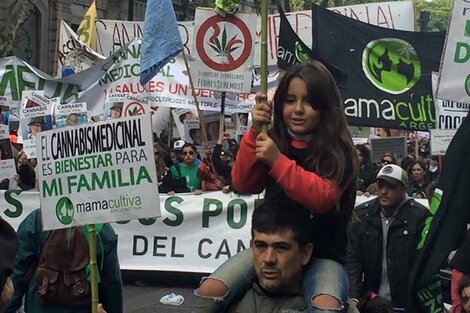 Diputados aprobó por unanimidad el uso medicinal del aceite de cannabis 