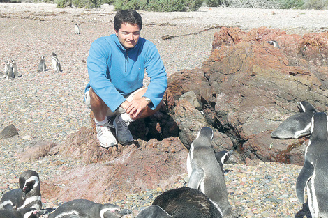 El biólogo Pablo Borboroglú entre los pingüinos de Punta Tombo.