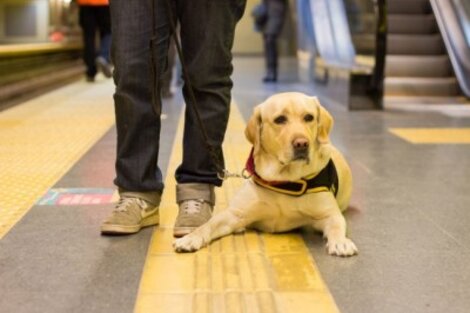 Perros y gatos podrán viajar en subte fines de semana y feriados