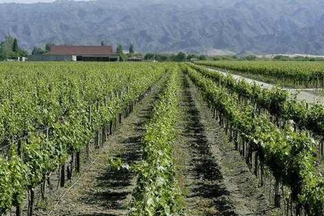 La importación de vino se cuadruplicó en un mes