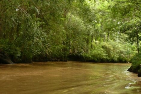 Una Ley de Bosques para la provincia de Buenos Aires