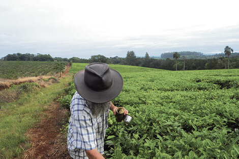 Prevén un año negro para la yerba mate