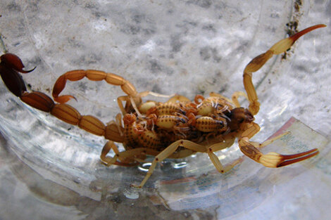 Alacranes en el Hospital de Niños