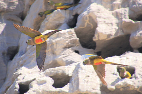  Bandadas de loros bulliciosos sobrevuelan las cabezas del caminante en la playa.