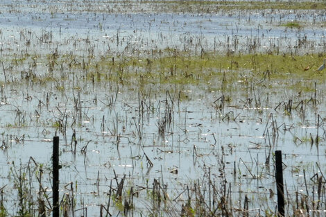 El monocultivo de soja corrió pasturas y otros cultivos.