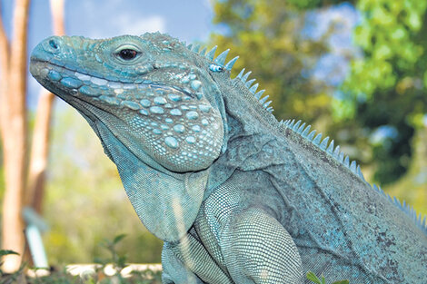 La iguana azul, emblema de las islas y objeto de un programa de recuperación.