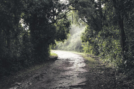 El infinito espíritu de la selva misionera