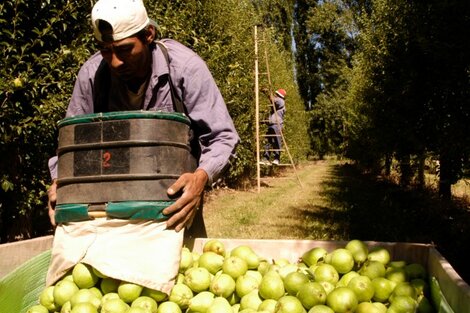 Crisis y despidos en el sector frutícola