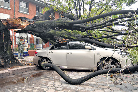 El temporal se ensañó con los árboles