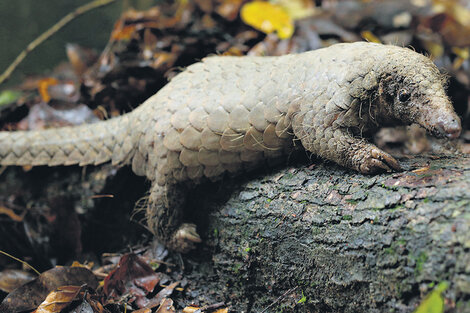 El pangolín malayo, una especie amenazada, en su recinto del Night Safari. (Fuente: Wildlife Reserves Singapore)