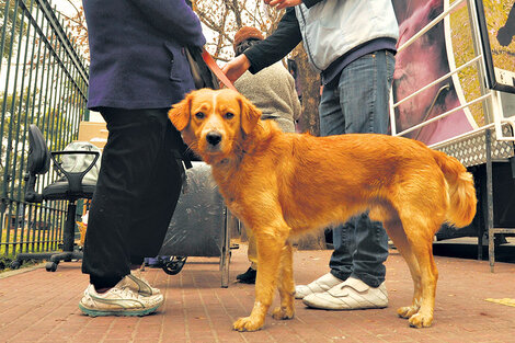 Perros y gatos felices tienen su costo