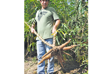 Guía y agricultor, Eduardo Mendoza enseña sus plantas de mandioca. (Fuente: Pablo Donadio)