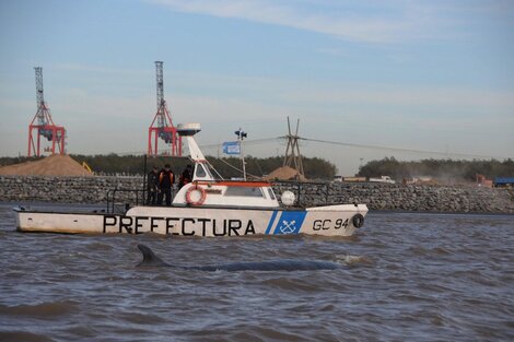 La ballena de Dock Sud no logró liberarse